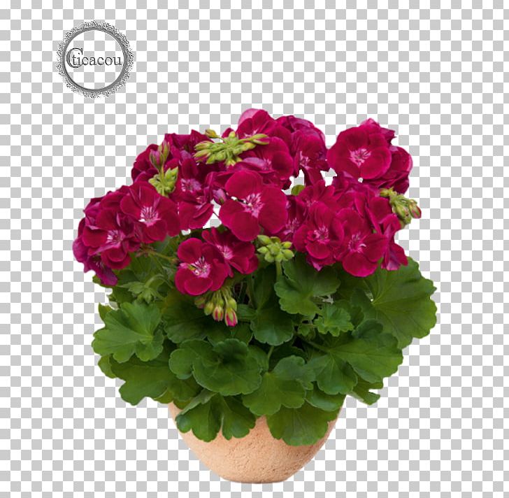 Crane's-bill Flowerpot Annual Plant Garden Geranium PNG, Clipart, Annual Plant, Flower, Flowerpot, Garden, Geranium Free PNG Download