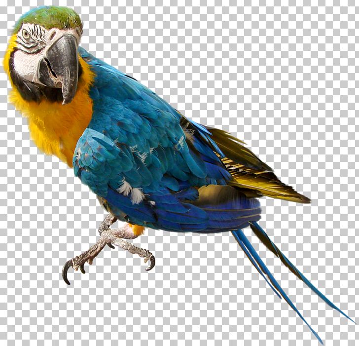 Parrots Of New Guinea PNG, Clipart, Beak, Bird, Birds, Clipart, Clip Art Free PNG Download