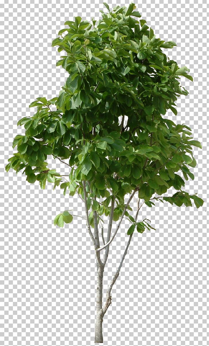 Tree Hamamelis Virginiana Trunk Shrub Plant Stem PNG, Clipart, Branch, Computer Icons, Desktop Wallpaper, Display Resolution, Download Free PNG Download