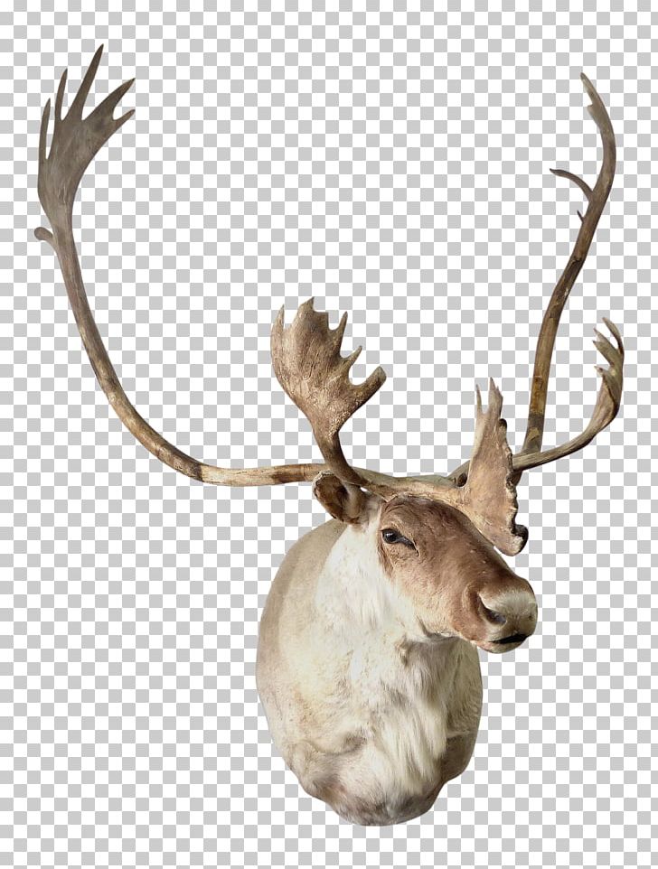 Reindeer Elk Antler Trophy Hunting PNG, Clipart, Animal, Antler, Cartoon, Deer, Elk Free PNG Download