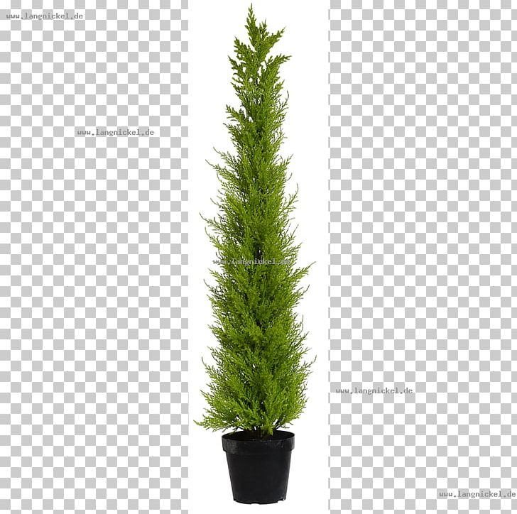 Spruce English Yew Fir Pine Larch PNG, Clipart, Christmas, Christmas Tree, Conifer, Cypress Family, English Yew Free PNG Download