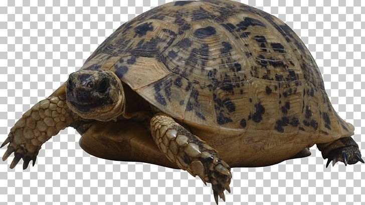 Turtle Reptile PNG, Clipart, Animals, Box Turtle, Chelydridae, Common Snapping Turtle, Desktop Wallpaper Free PNG Download