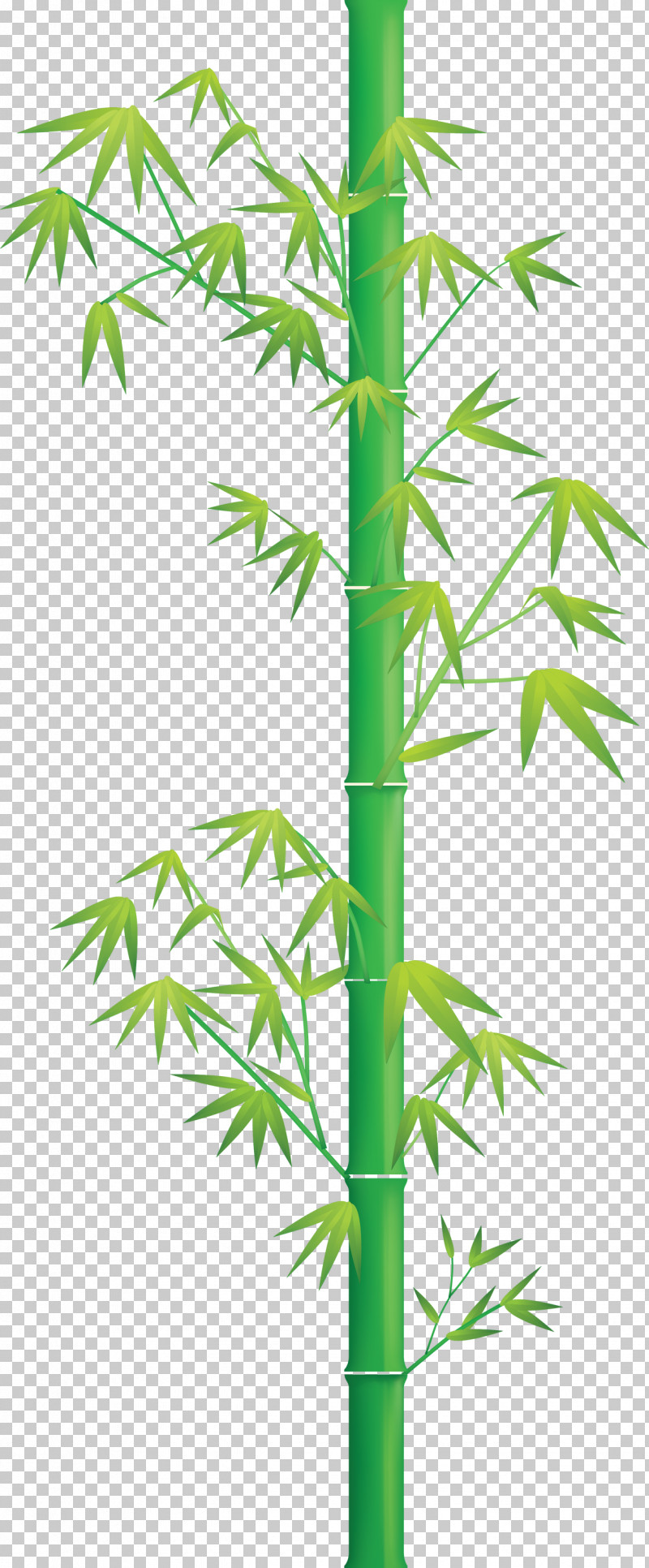 Bamboo Leaf PNG, Clipart, Bamboo, Flower, Hemp Family, Leaf, Plant Free PNG Download