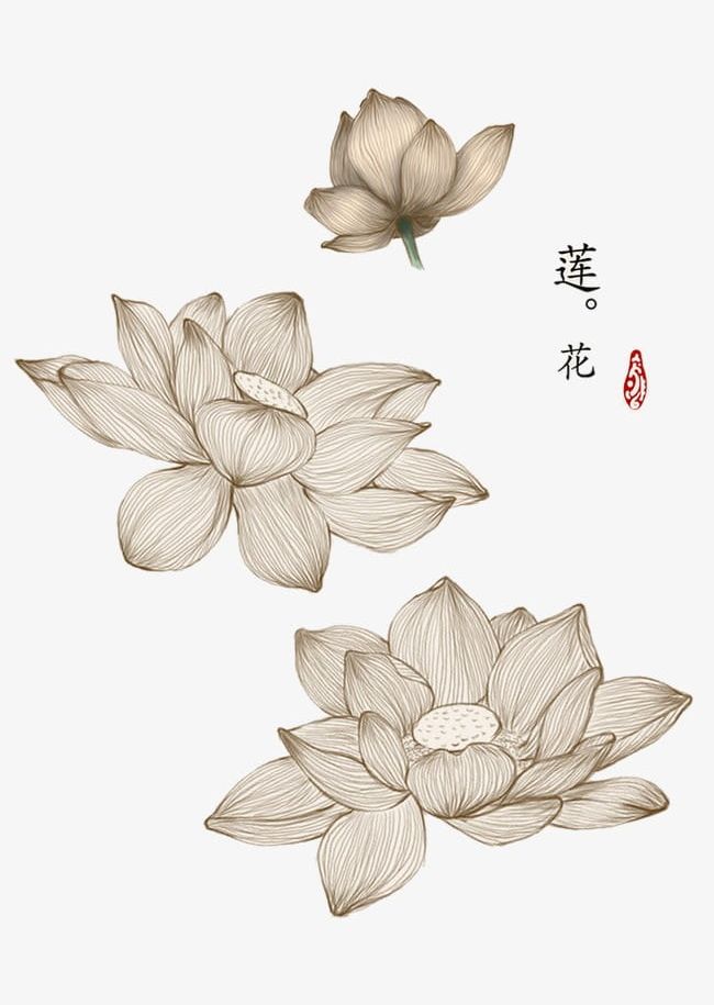 Chinese Style Hand-drawn Line Lilies PNG, Clipart, Chinese, Chinese Clipart, Chinese Clipart, Chinese Style Lotus, Han Free PNG Download