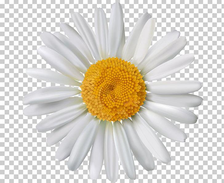 Common Daisy Stock Photography Oxeye Daisy Flower PNG, Clipart, Aster, Chamomile, Chrysanths, Common Daisy, Daisy Free PNG Download
