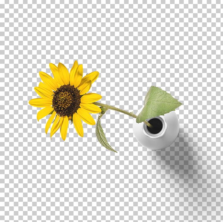 Common Sunflower Yellow PNG, Clipart, Daisy Family, Encapsulated Postscript, Flower, Flowers, Material Free PNG Download