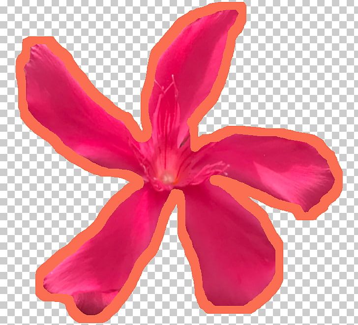 Flowering Plant Pink M PNG, Clipart, Avatan, Avatan Plus, Flower, Flowering Plant, Magenta Free PNG Download