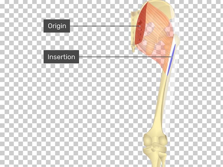 Gluteus Maximus Muscle Origin And Insertion Gluteal Muscles Anatomy PNG, Clipart, Adductor Longus Muscle, Anatomy, Angle, Gluteal Muscles, Gluteus Free PNG Download