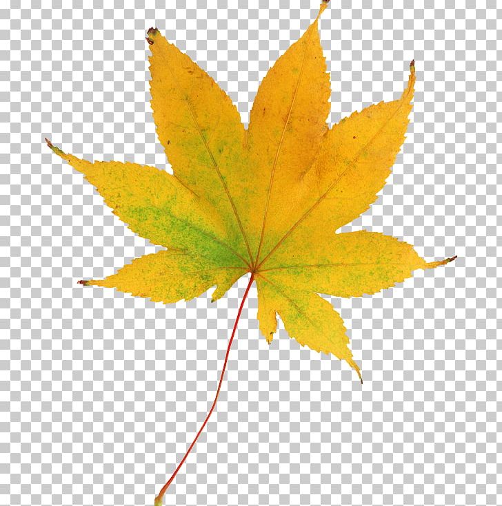 Maple Leaf Spider PNG, Clipart, Autumn, Computer Icons, Desktop Wallpaper, Digital Image, Display Resolution Free PNG Download