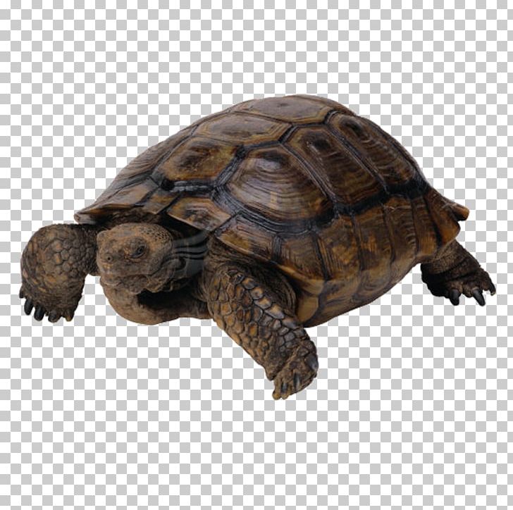 Sea Turtle Reptile Portable Network Graphics PNG, Clipart, Animal, Animals, Box Turtle, Chelydridae, Common Snapping Turtle Free PNG Download