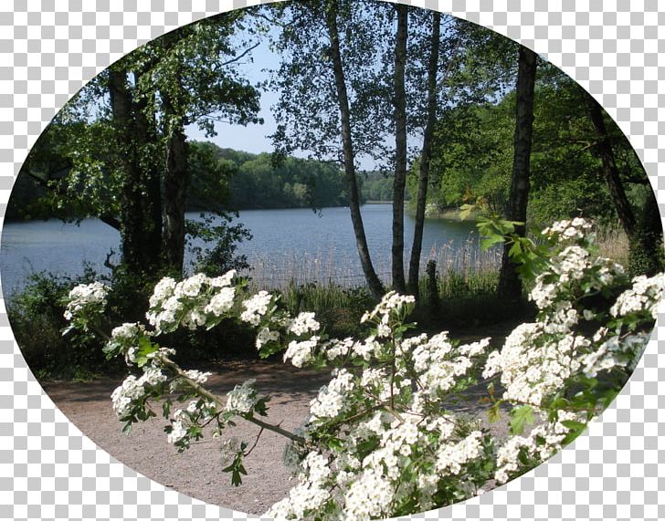 Flower Pond Garden Water Tree PNG, Clipart, Flora, Flower, Garden, Landscape, Nature Free PNG Download