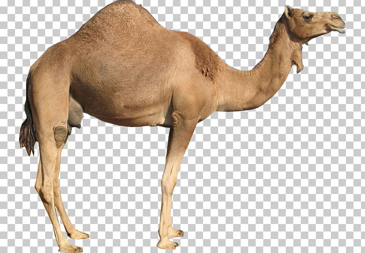 Bactrian Camel Dromedary Portable Network Graphics Graphics PNG, Clipart, Arabian Camel, Bactrian Camel, Camel, Camel Like Mammal, Camel Train Free PNG Download