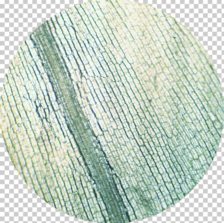 Elodea Canadensis Microscope Cell Chloroplast Xylem PNG, Clipart, Angle, Cell, Chloroplast, Circle, Electron Microscope Free PNG Download