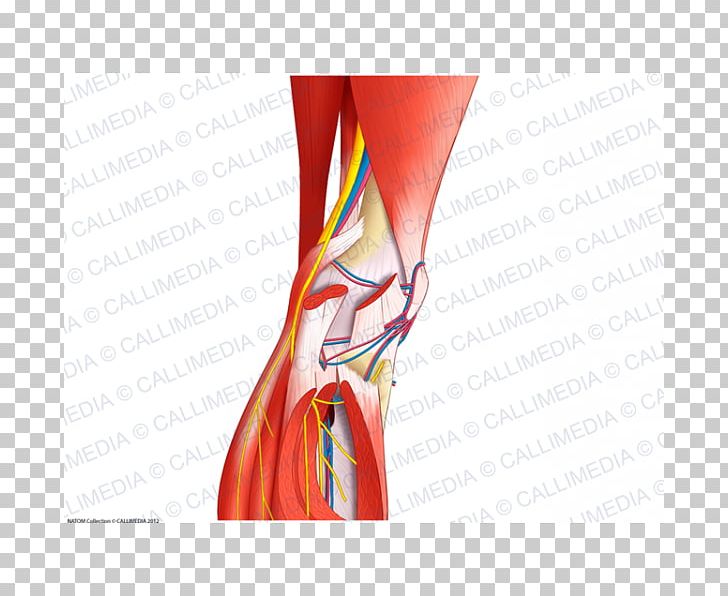 Nerve Knee Articularis Genus Muscle Blood Vessel PNG, Clipart, Abdomen, Anatomi, Anatomy, Arm, Blood Vessel Free PNG Download