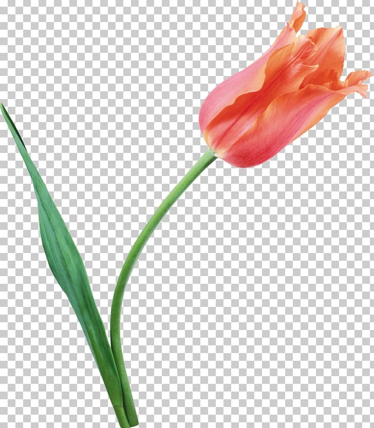 Tulip Flower PNG, Clipart, Bud, Cut Flowers, Flower, Flowering Plant, Flowers Free PNG Download