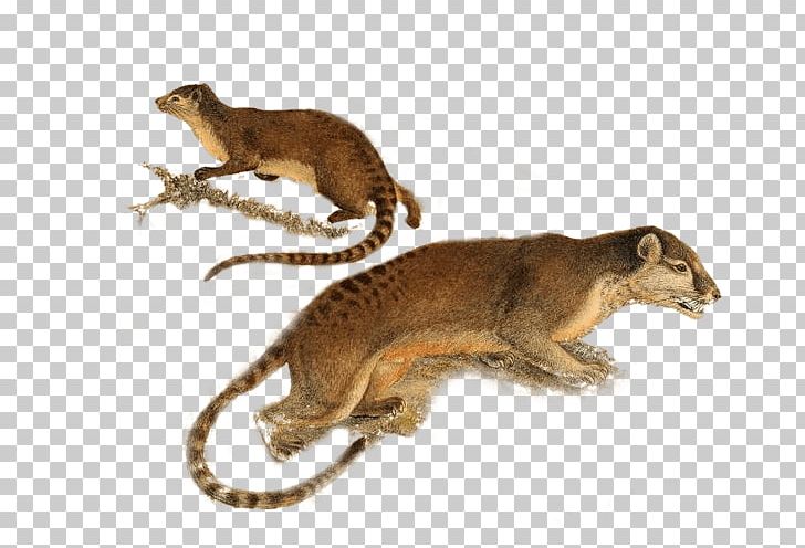 Viverrids Hose's Palm Civet Mongoose Animal PNG, Clipart,  Free PNG Download