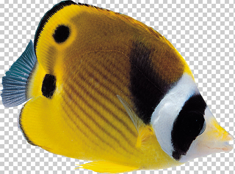 Fish Pomacentridae Pomacanthidae Holacanthus Fish PNG, Clipart, Anemone Fish, Aquarium Decor, Bonyfish, Butterflyfish, Coral Reef Fish Free PNG Download