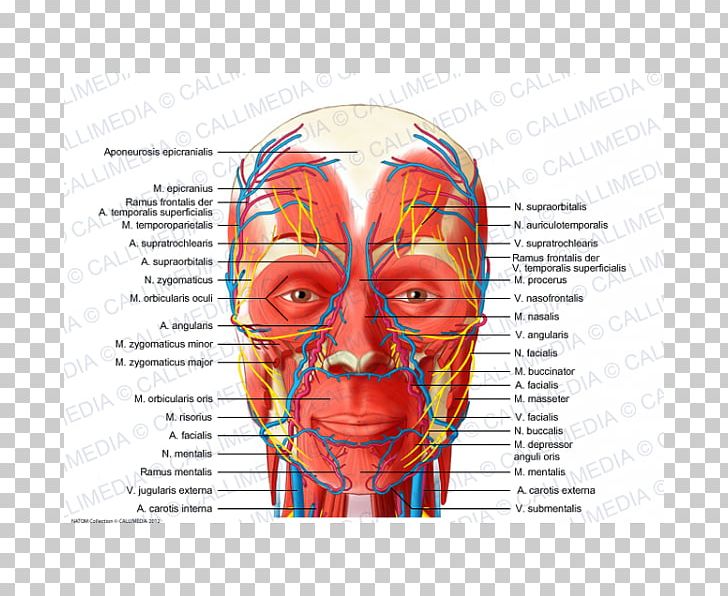 Head And Neck Anatomy Blood Vessel Nerve Human Head Anterior Triangle Of The Neck PNG, Clipart, Anatomy, Blood Vessel, Bone, Cheek, Cranial Nerves Free PNG Download