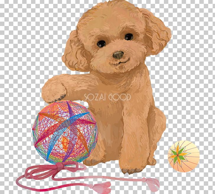 Toy Poodle Miniature Poodle Goldendoodle Cockapoo Spanish Water Dog PNG, Clipart, Animals, Breed, Carnivoran, Cockapoo, Companion Dog Free PNG Download