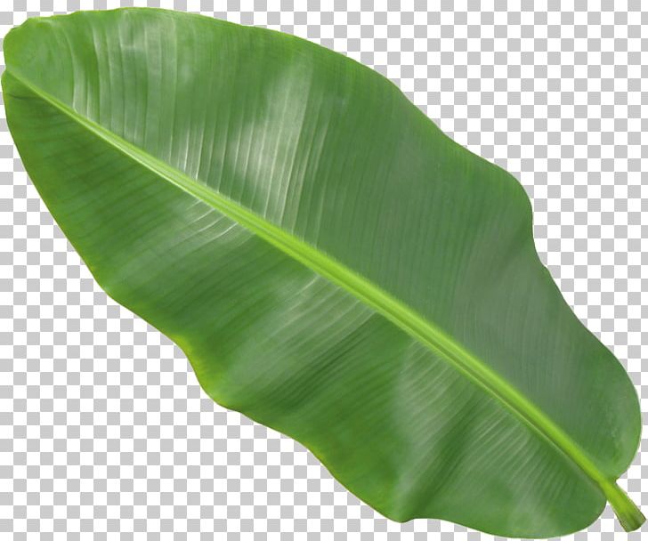 Banana Leaf PNG, Clipart, Banana, Banana Leaf, Leaf, Plant Free PNG Download