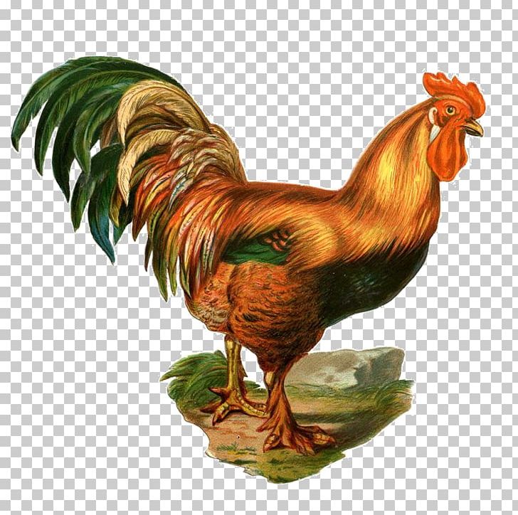 Rooster Hamburg Chicken Poultry PNG, Clipart, Bantam, Beak, Bird, Chicken, Clock Free PNG Download