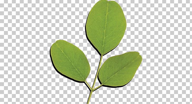 Drumstick Tree Leaf Nutrition Food Vitamin PNG, Clipart, Daun, Drumstick Tree, Extract, Food, Health Free PNG Download