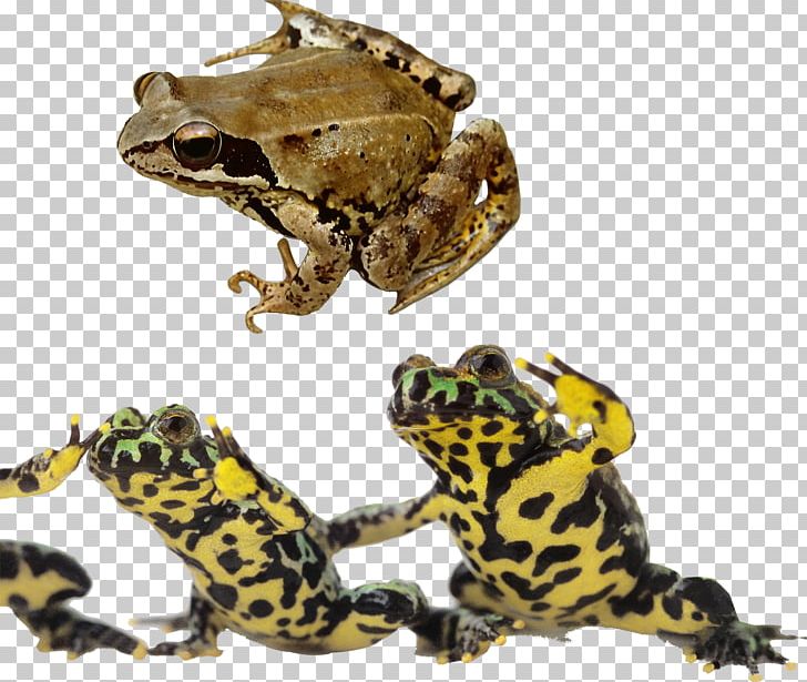 Frog Oriental Fire-bellied Toad Reptile Photography PNG, Clipart, Animals, Bullfrog, Cartoon Frog, Cute Frog, Download Free PNG Download
