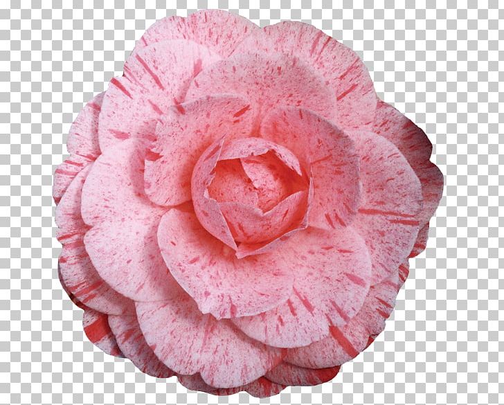 Japanese Camellia Cabbage Rose Pink Red Garden Roses PNG, Clipart, Camellia, Cut Flowers, Doubleflowered, Flower, Garden Roses Free PNG Download