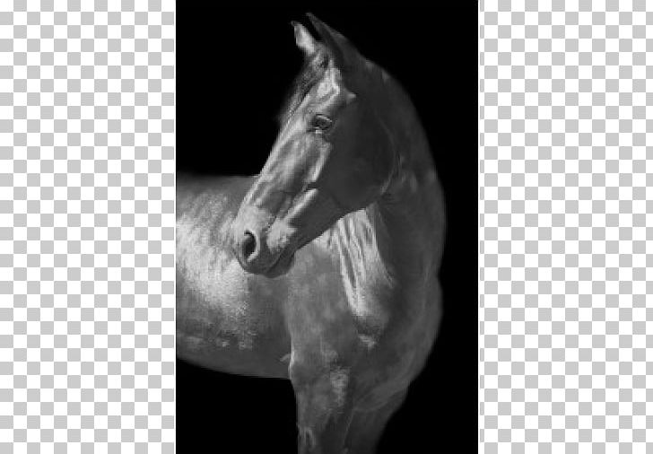 Mane Mustang Stallion Halter White PNG, Clipart, Black, Black And White, Bridle, Color, Gray Free PNG Download