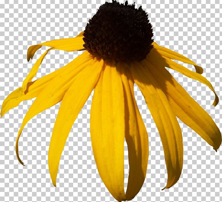 Blackeyed Susan PNG, Clipart, Blackeyed Susan, Common Daisy, Daisy Family, Deviantart, Download Free PNG Download