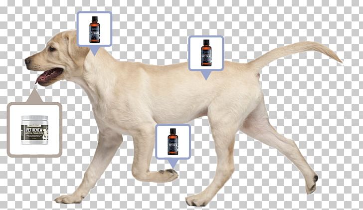 Labrador Retriever St. John's Water Dog Golden Retriever Puppy PNG, Clipart, American Kennel Club, Animals, Carnivoran, Dog Breed, Dog Like Mammal Free PNG Download