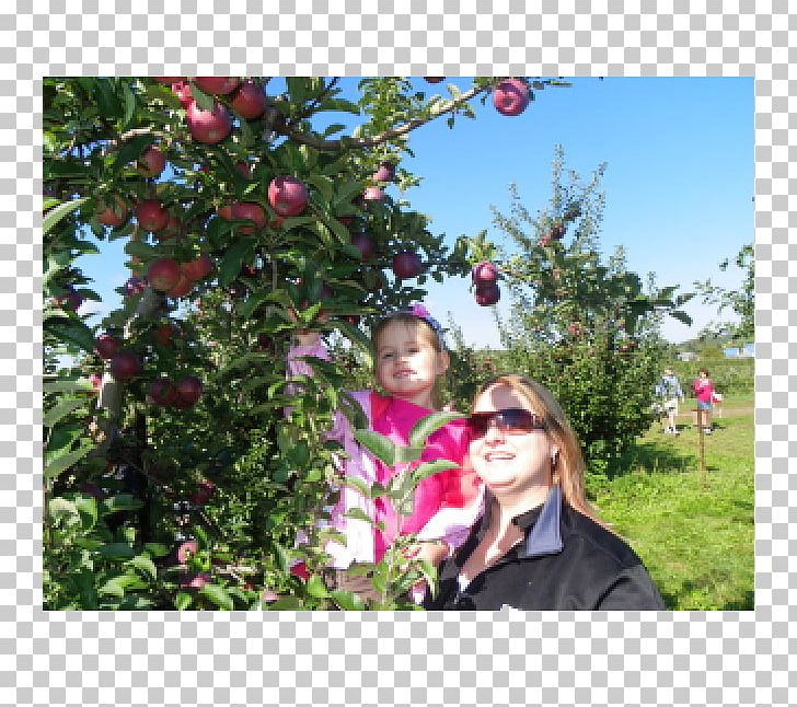Rochester Finger Lakes Rose Family Fruit Picking Orchard PNG, Clipart, Apple, Branch, Farm, Finger Lakes, Flora Free PNG Download