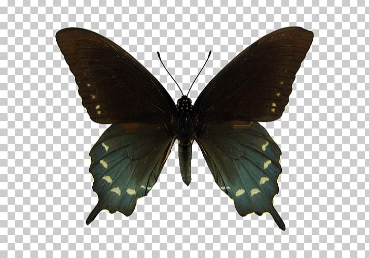Swallowtail Butterfly Eastern Tiger Swallowtail Papilio Zelicaon Papilio Troilus PNG, Clipart, America, Brush Footed Butterfly, Insects, Lycaenid, Moth Free PNG Download