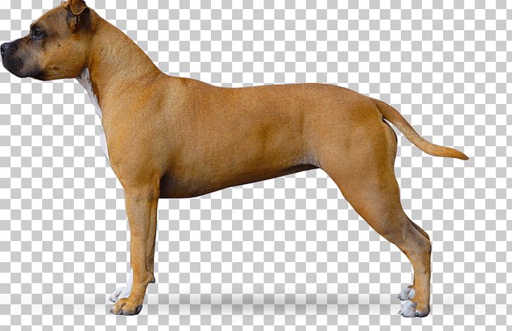 American Staffordshire Terrier American Pit Bull Terrier Staffordshire Bull Terrier Dog Breed PNG, Clipart, American Pit Bull Terrier, American Staffordshire, American Staffordshire Terrier, Animals, Bull Terrier Free PNG Download