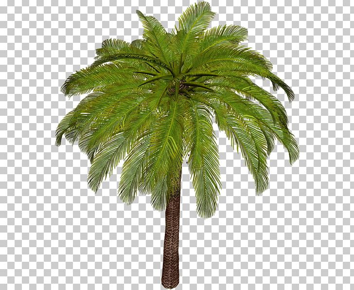 Asian Palmyra Palm Arecaceae Date Palm Attalea Speciosa Phoenix Canariensis PNG, Clipart, Arecales, Attalea, Borassus, Borassus Flabellifer, Coconut Free PNG Download