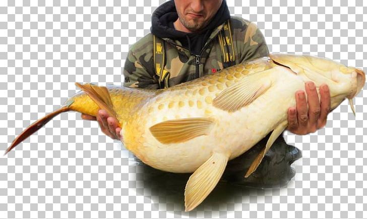 Catfish Fish Products Cod Carp PNG, Clipart, Carp, Carp Fish, Catfish, Cod, Fish Free PNG Download