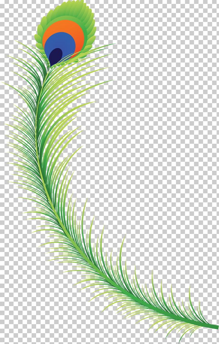Feather PNG, Clipart, Animals, Asiatic Peafowl, Encapsulated Postscript, Feather, Grass Free PNG Download