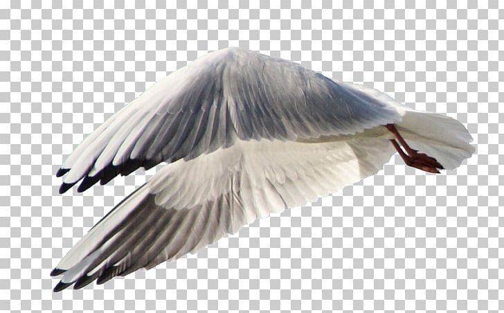 Gulls Bird Goose Wing PNG, Clipart, Animal, Animals, Beak, Bird, Clear Cut Pictures Free PNG Download