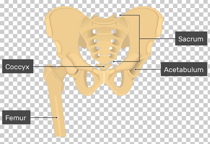 Hip Bone Pelvis Ilium PNG, Clipart, Anatomy, Angle, Appendicular Skeleton, Bone, Ear Free PNG Download