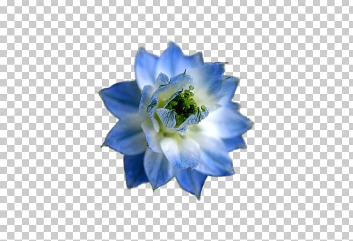 The Blue Flower Flower Garden PNG, Clipart, Blue, Blue Flower, Blue Rose, Cut Flowers, Desktop Wallpaper Free PNG Download