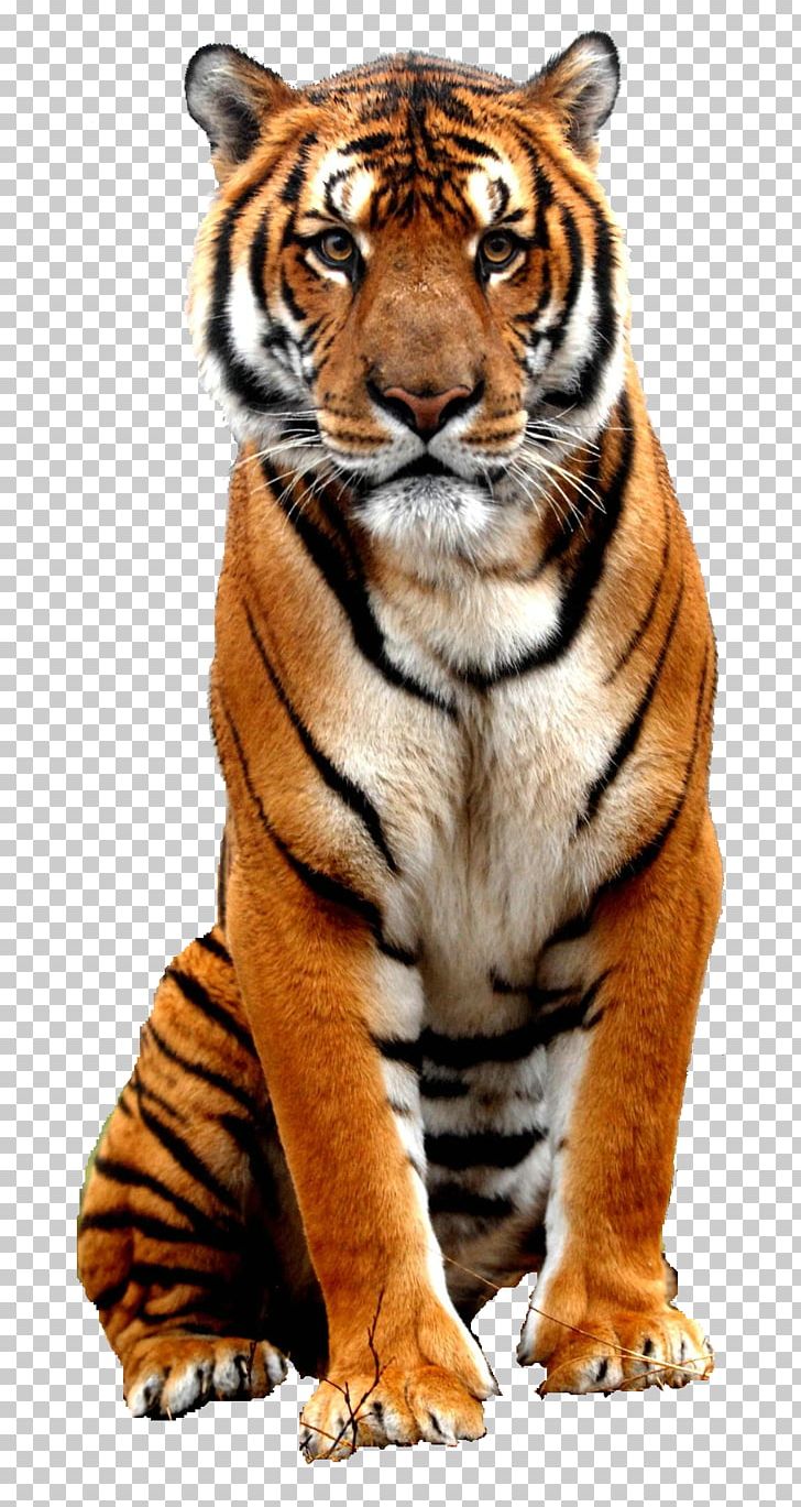 Bali Tiger Bengal Tiger Sumatran Tiger PNG, Clipart, Animal, Animals, Bali Tiger, Bengal Tiger, Big Cats Free PNG Download