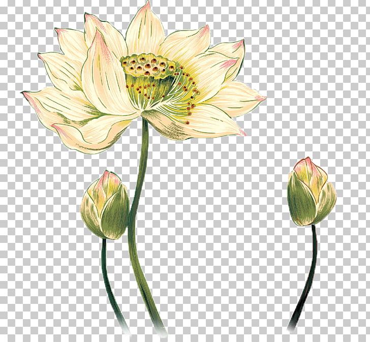 Drawing Photography PNG, Clipart, Aquatic Plant, Art, Bud, Cartoon, Chinese Free PNG Download