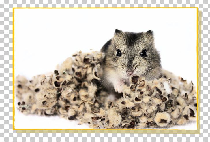 Gerbil Hamster Rat Mouse Rodent PNG, Clipart, Animals, Bedding, Cotton, Dormouse, European Hamster Free PNG Download