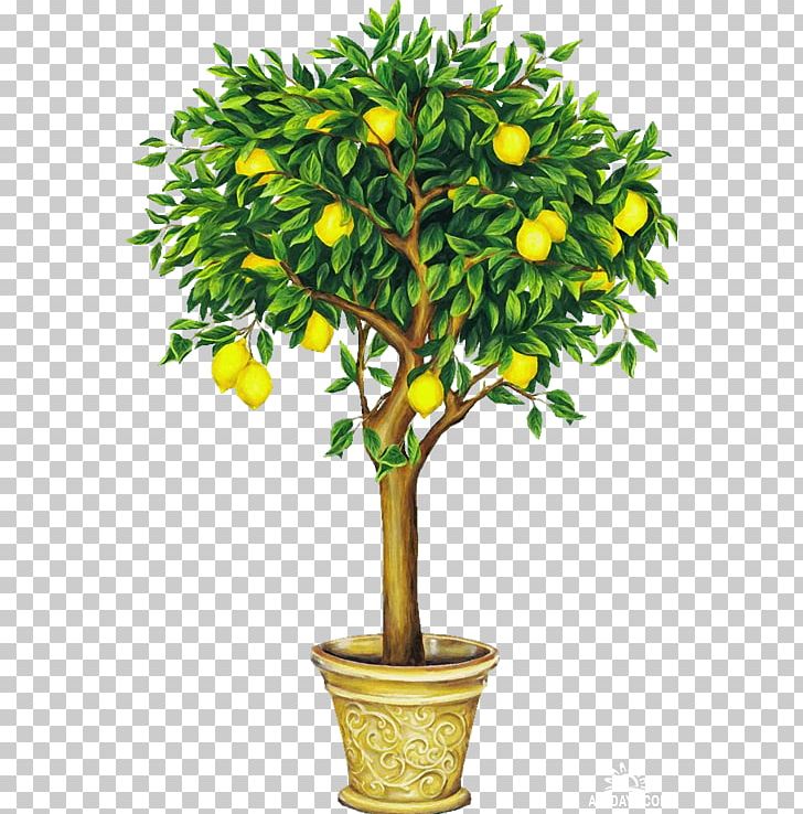 Lemon Drawing Fruit Tree PNG, Clipart, Bitter Orange, Branch, Calamondin, Citrus, Coconut Free PNG Download