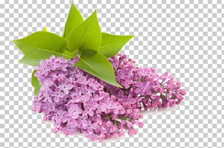 Open Common Lilac Flower PNG, Clipart, Common Lilac, Computer, Download, Flower, Flower Clipart Free PNG Download