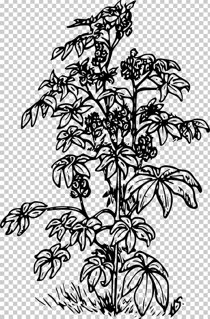 Ricinus Castor Oil PNG, Clipart, Black And White, Black Beans, Branch, Castor Oil, Download Free PNG Download