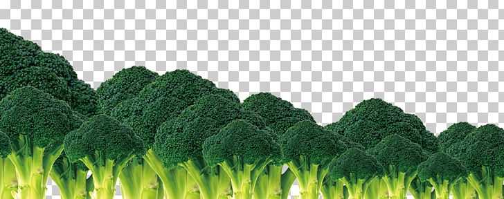 Broccoli Vegetable Cauliflower PNG, Clipart, Broccoli 0 0 3, Broccoli Art, Broccoli Dog, Broccoli Sketch, Broccoli Sprout Free PNG Download