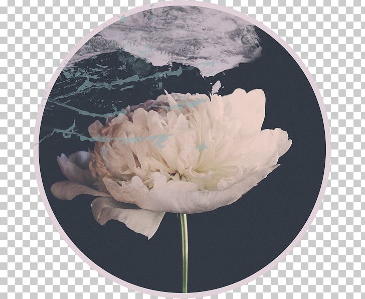 Digital Photography Peony Digital Data PNG, Clipart, Digital Data, Digital Photography, Dishware, Flower, Flowering Plant Free PNG Download
