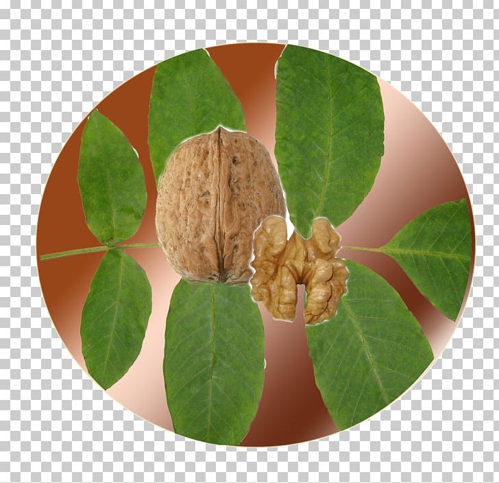 English Walnut Species Cultivar PNG, Clipart, Cultivar, Culture, Description, English Walnut, Fruit Nut Free PNG Download