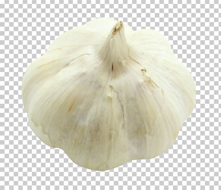 Garlic PNG, Clipart, Food, Garlic, Ingredient, Pkora, Vegetable Free PNG Download